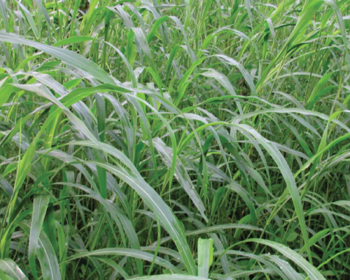 Black Diamond Grass